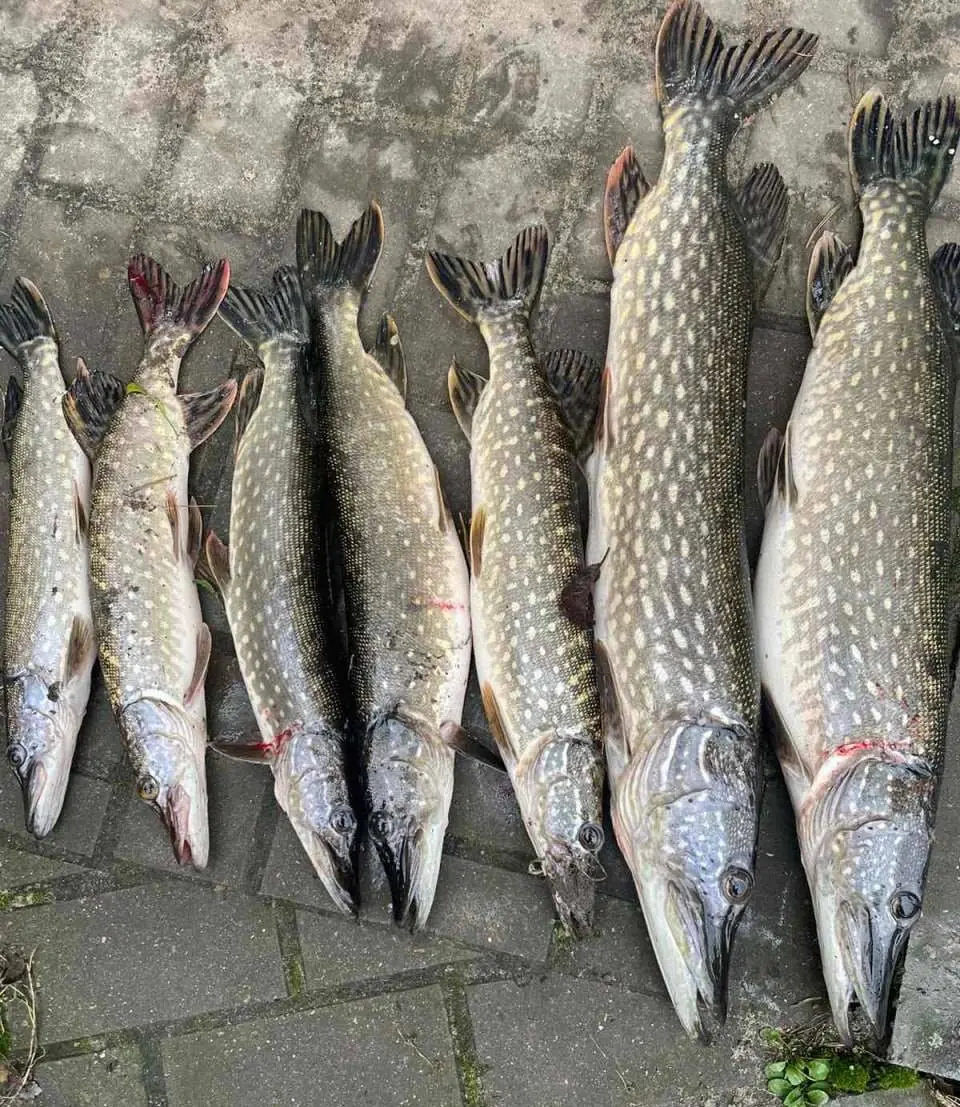 зимняя рыбалка щука и окунь