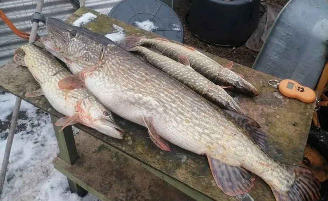 Щучий бум в начале декабря зимняя рыбалка